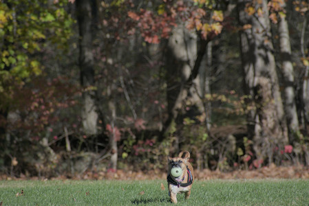 20251102_Dog Park__DSC0095_.jpg