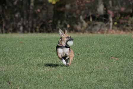 20251102_Dog Park__DSC0097_.jpg