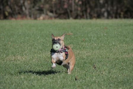 20251102_Dog Park__DSC0098_.jpg