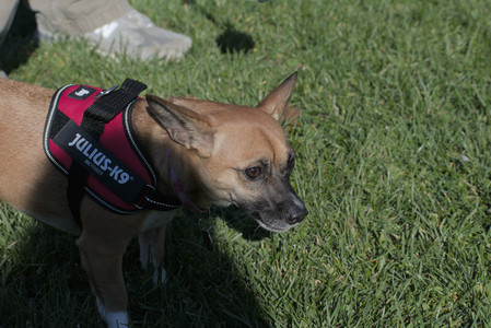 20251102_Dog Park__DSC0101_.jpg