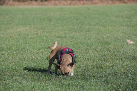 20251102_Dog Park__DSC0103_.jpg