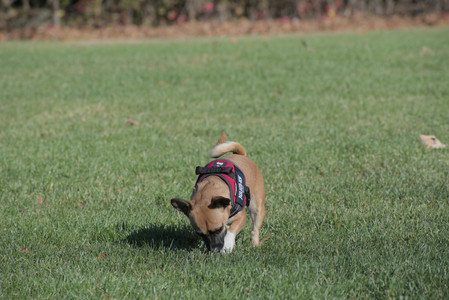 20251102_Dog Park__DSC0105_.jpg