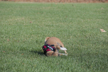 20251102_Dog Park__DSC0106_.jpg