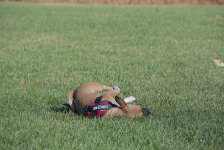 20251102_Dog Park__DSC0107_.jpg