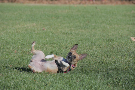 20251102_Dog Park__DSC0108_.jpg