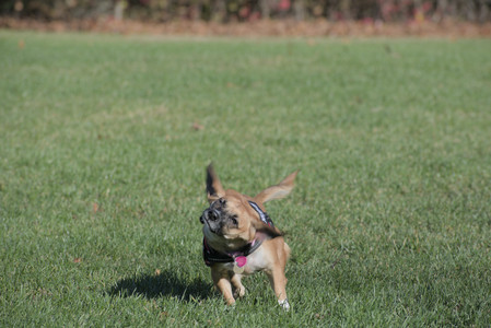 20251102_Dog Park__DSC0110_.jpg