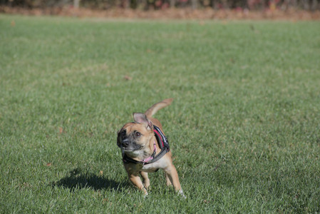 20251102_Dog Park__DSC0111_.jpg