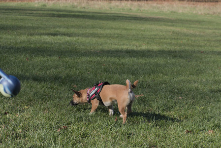 20251102_Dog Park__DSC0113_.jpg