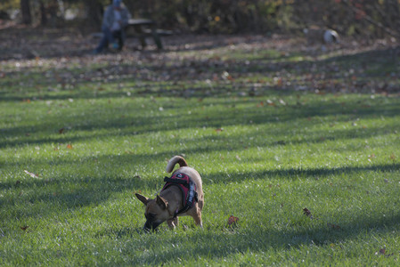 20251102_Dog Park__DSC0114_.jpg