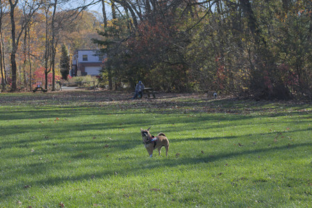 20251102_Dog Park__DSC0117_.jpg