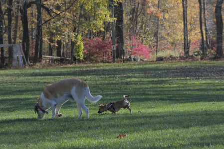 20251102_Dog Park__DSC0119_.jpg