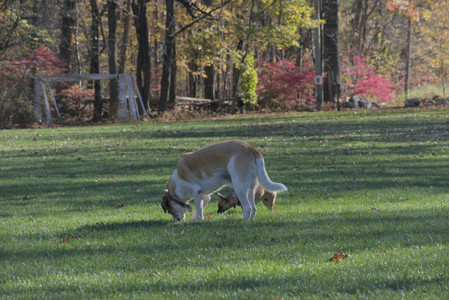 20251102_Dog Park__DSC0120_.jpg