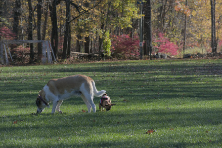 20251102_Dog Park__DSC0121_.jpg