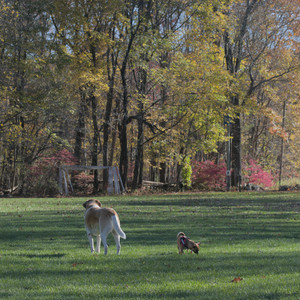 20251102_Dog Park__DSC0122_.jpg