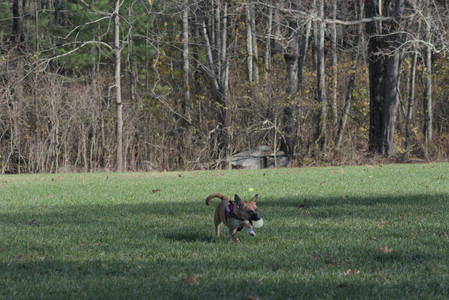 20251102_Dog Park__DSC0123_.jpg