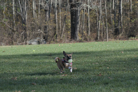 20251102_Dog Park__DSC0125_.jpg