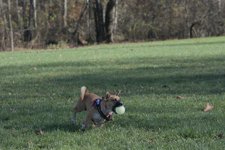 20251102_Dog Park__DSC0127_.jpg