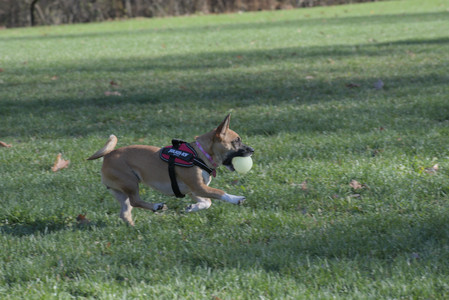 20251102_Dog Park__DSC0128_.jpg