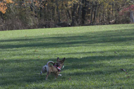 20251102_Dog Park__DSC0129_.jpg