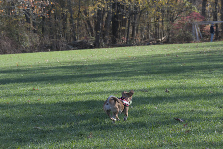 20251102_Dog Park__DSC0130_.jpg