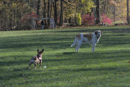 20251102_Dog Park__DSC0132_.jpg