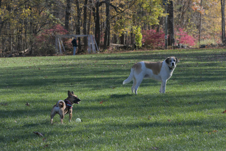 20251102_Dog Park__DSC0133_.jpg