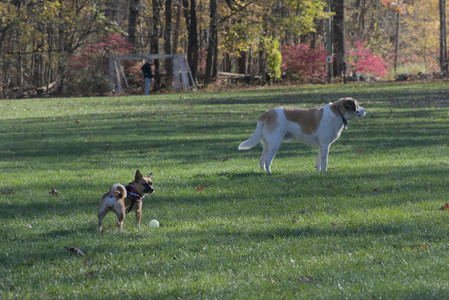 20251102_Dog Park__DSC0134_.jpg