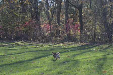 20251102_Dog Park__DSC0138_.jpg