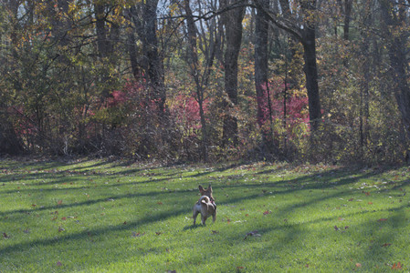 20251102_Dog Park__DSC0139_.jpg