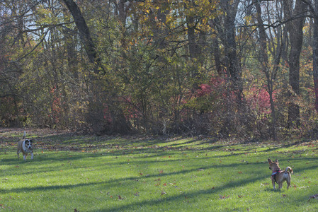 20251102_Dog Park__DSC0141_.jpg