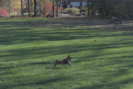 20251102_Dog Park__DSC0148_.jpg