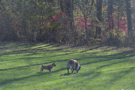 20251102_Dog Park__DSC0151_.jpg