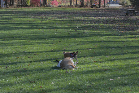 20251102_Dog Park__DSC0153_.jpg