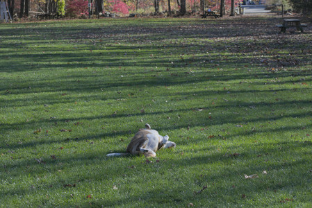 20251102_Dog Park__DSC0155_.jpg