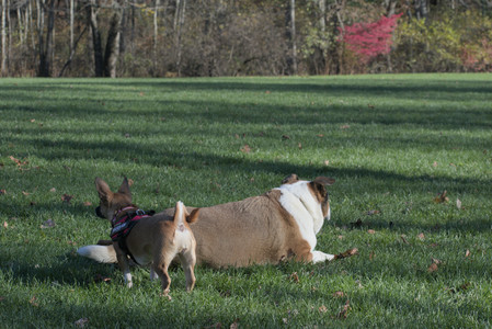 20251102_Dog Park__DSC0157_.jpg