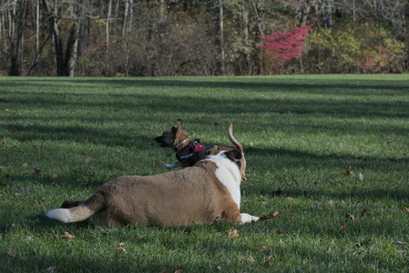 20251102_Dog Park__DSC0159_.jpg