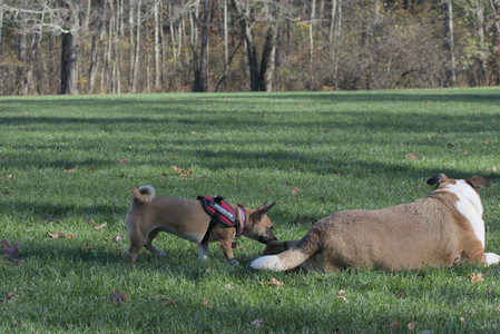 20251102_Dog Park__DSC0162_.jpg