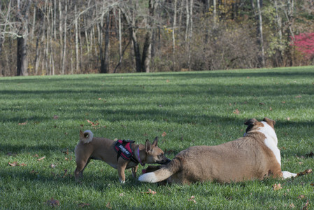 20251102_Dog Park__DSC0165_.jpg