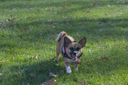 20251102_Dog Park__DSC0166_.jpg