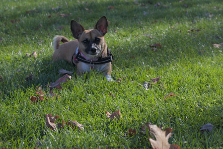 20251102_Dog Park__DSC0168_.jpg