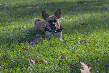 20251102_Dog Park__DSC0169_.jpg