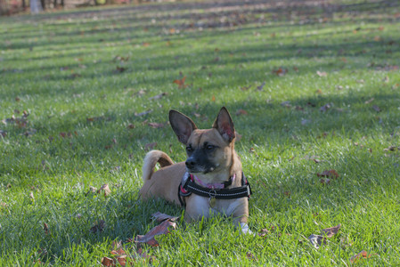 20251102_Dog Park__DSC0171_.jpg