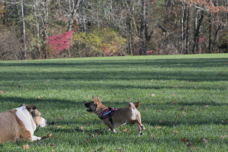 20251102_Dog Park__DSC0173_.jpg