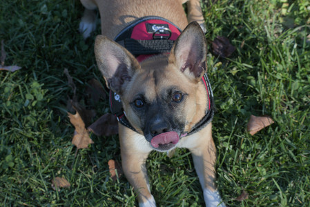 20251102_Dog Park__DSC0178_.jpg