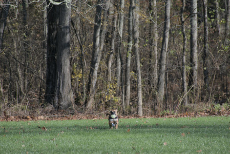 20251102_Dog Park__DSC0179_.jpg