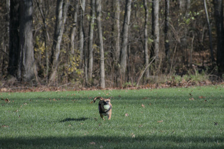 20251102_Dog Park__DSC0181_.jpg