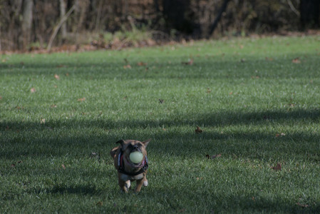 20251102_Dog Park__DSC0184_.jpg