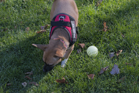 20251102_Dog Park__DSC0188_.jpg