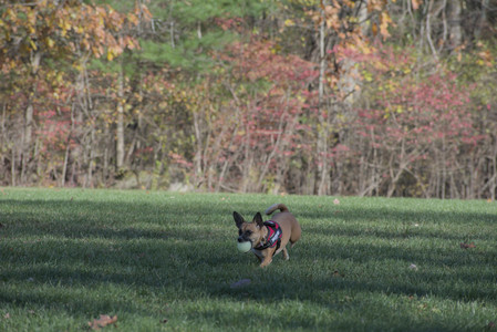 20251102_Dog Park__DSC0191_.jpg