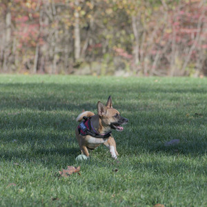 20251102_Dog Park__DSC0193_.jpg